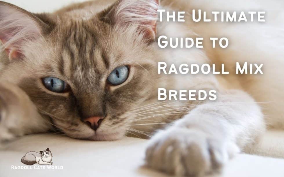 6x Ragdoll The Ultimate Guide to Ragdoll Mix Breeds - Pictures, Types & Cost