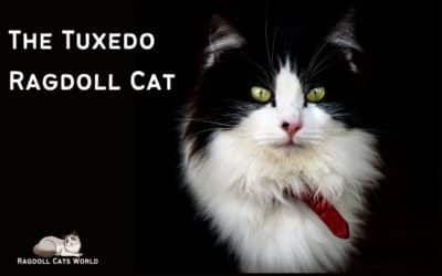 Tuxedo Ragdoll Cat – Is There Such a Thing?