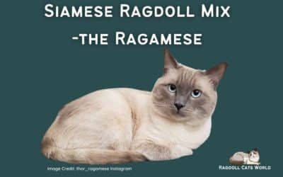 Ragdoll Siamese Mix – Ragamese