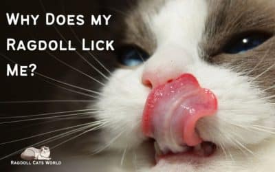 Why Does My Ragdoll Lick Me?