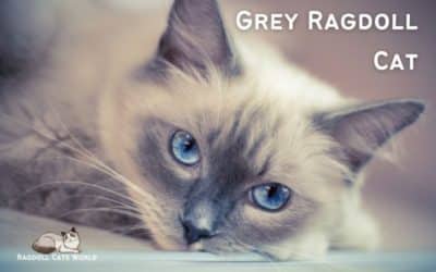 Grey Ragdoll Cat