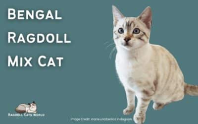 Ragdoll Bengal Mix Cat