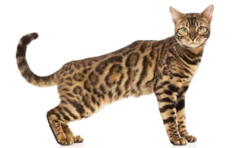 Ragdoll Bengal Mix - Everything you need to know + pictures