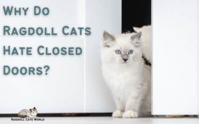 Why Do Ragdoll Cats Hate Closed Doors?