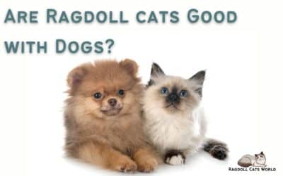 Are Ragdoll Cats Good With Dogs?