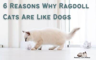 6 Reasons Why Ragdoll Cats Are Like Dogs