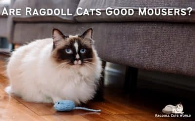 Are Ragdoll cats good mousers?