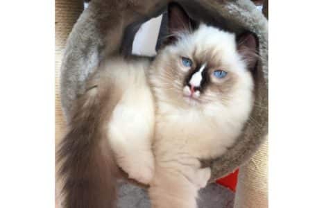 Ragdoll with Blaze Markings - Everything you need to know!