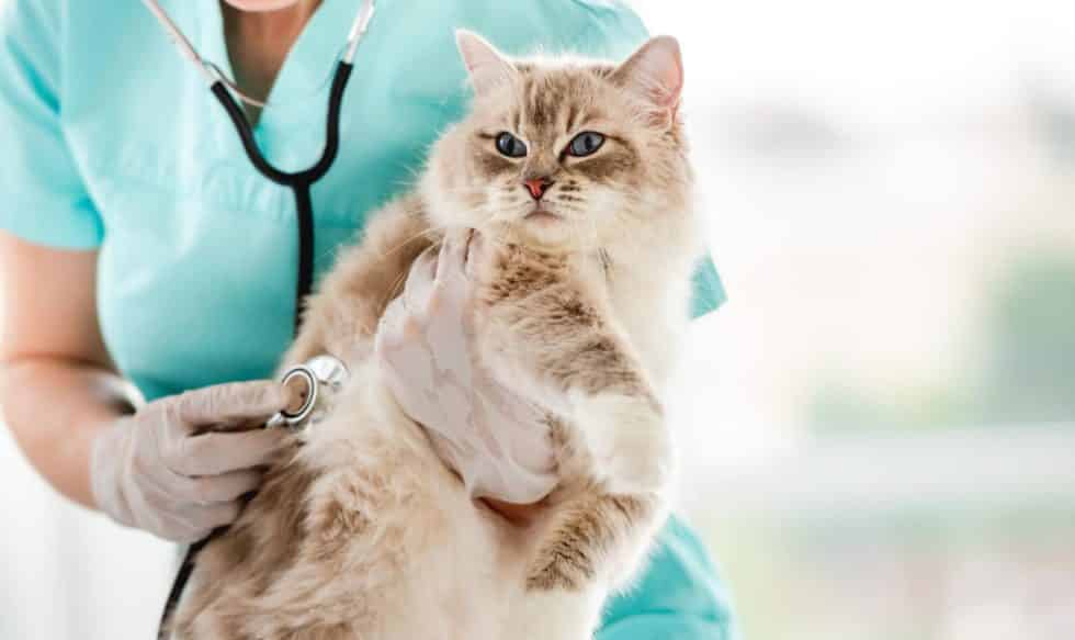 Picture of Why is my Ragdoll Cat Peeing Everywhere? - Ragdoll Cats World