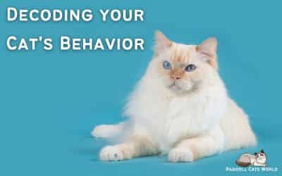 Decoding Cat Behavior: How to Speak Cat