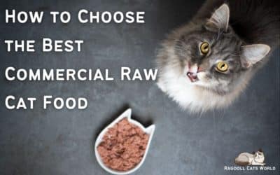 How to Choose the Best Commercial Raw Cat Food