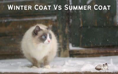 Cat Winter Coat Vs Summer Coat