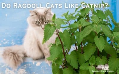 Do Ragdolls Like Catnip?