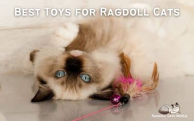 Best Toys for Ragdoll Cats