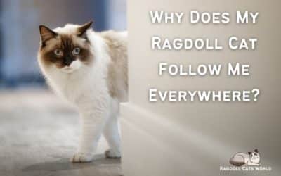 Why Does My Ragdoll Cat Follow Me Everywhere?
