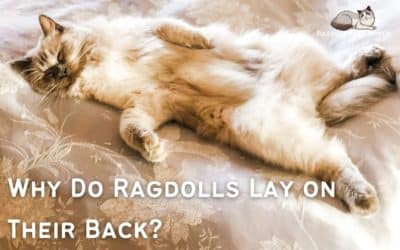 Why Do Ragdoll Cats Lay On Their Backs?