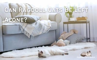 Can Ragdoll Cats Be Left Alone?