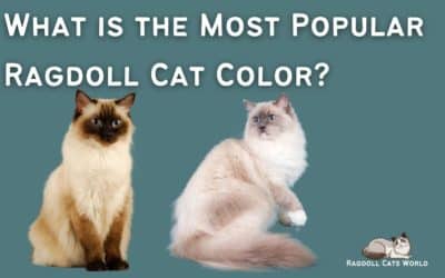 What is the Most Popular Ragdoll Color?