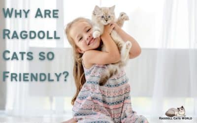 Are Ragdoll Cats Friendly?