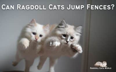Can Ragdoll Cats Jump Fences?