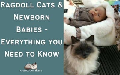 Ragdoll Cat and Newborn Baby – Everything You Need to Know