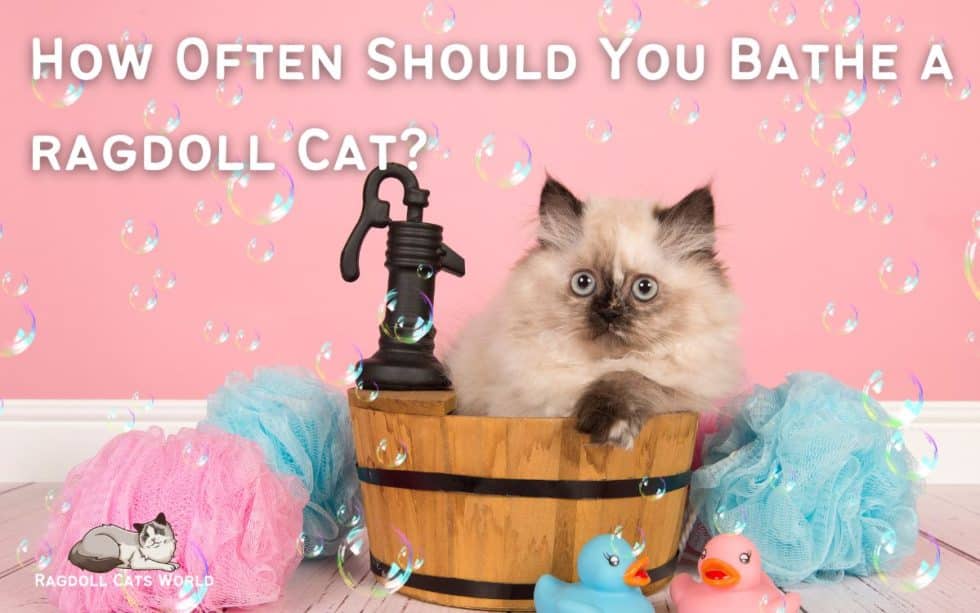How Often Should You Bathe a Ragdoll Cat?