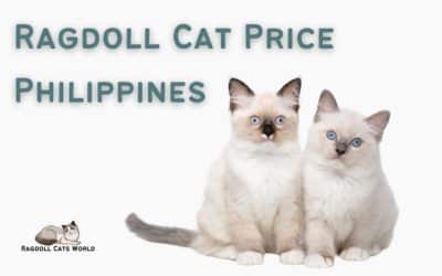 Ragdoll Cat Price Philippines