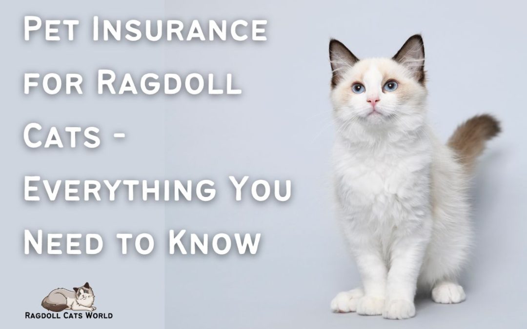 Ragdoll Cat Insurance – Everything You Need to Know