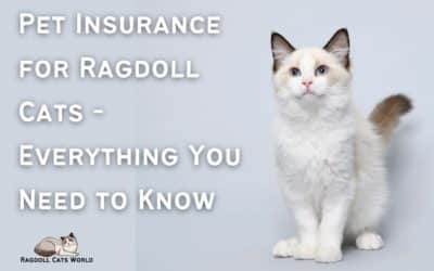 Ragdoll Cat Insurance – Everything You Need to Know