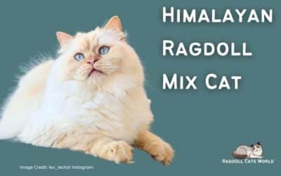 Himalayan Ragdoll Mix