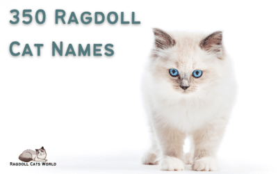 350 Ragdoll Cat Names