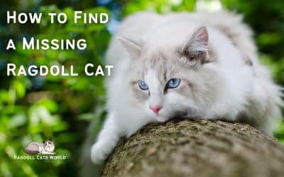 How to Find a Missing Ragdoll Cat