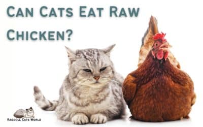 Can Cats Eat Raw Chicken?