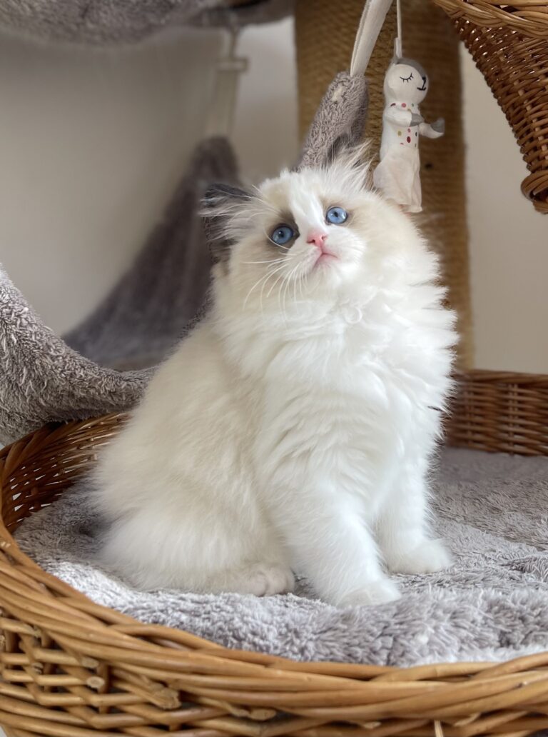 000EE74B 7855 4374 9377 7E47AFF7A7F5 768x1032