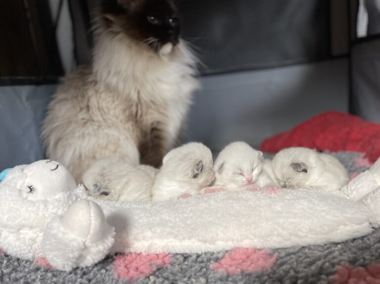 0303EA62 E406 4D9E 8A68 A44B7B1CAA7A 768x573