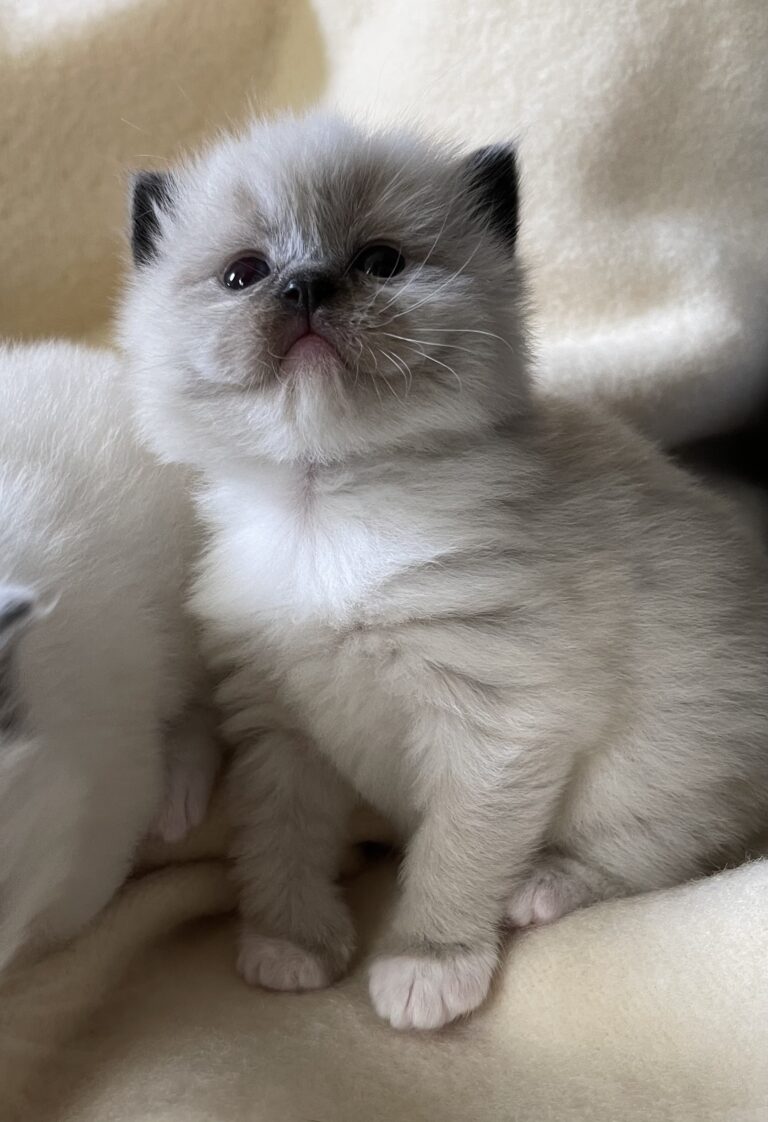 CBC386EC CF89 41DF BB64 AEF06A91A2A2 768x1122