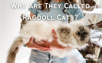 Why Are They Called Ragdoll Cats?