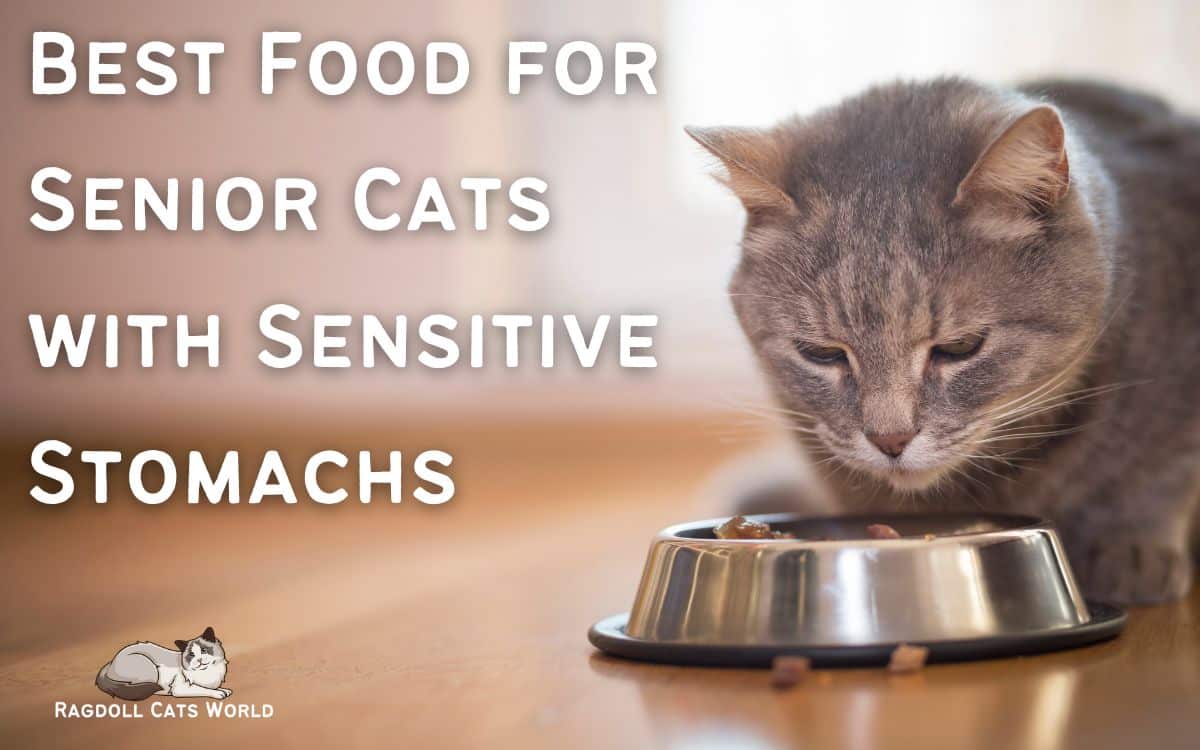 Best Food For Senior Cats With Sensitive Stomachs 2023 