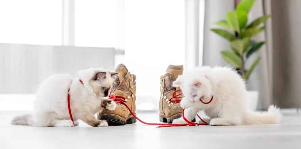 Caring for a Ragdoll Cat: Tips and Best Practices