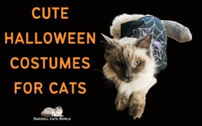 Cute Halloween Costumes for Cats