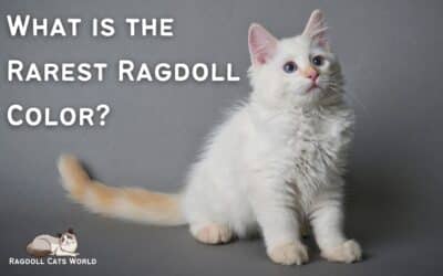 What is the Rarest Ragdoll Color?