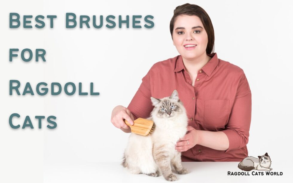 Best Brushes for Ragdoll Cats (2024) and one you should avoid!