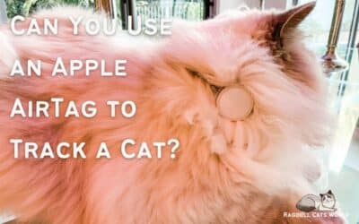How to Track a Cat with AirTag
