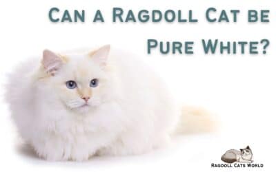 Can a Ragdoll Cat be Pure White?