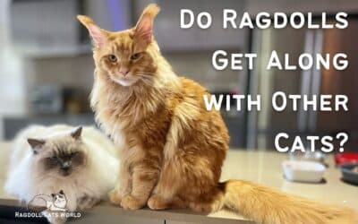 Do Ragdolls Get Along With Other Cats?