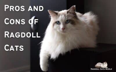 Pros and Cons of Ragdoll Cats