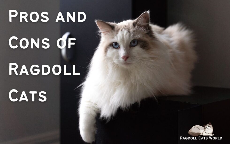 The Pros and Cons of Ragdoll Cats A comprehensive guide