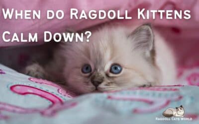 When do Ragdoll Kittens Calm Down?