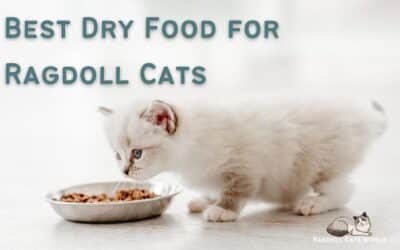 Best Dry Food for Ragdoll Cats