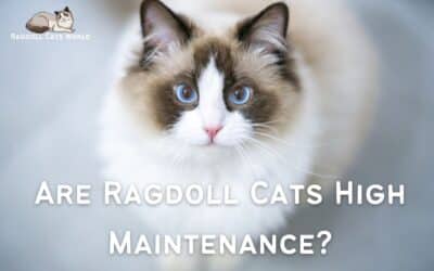 Are Ragdoll Cats High Maintenance?